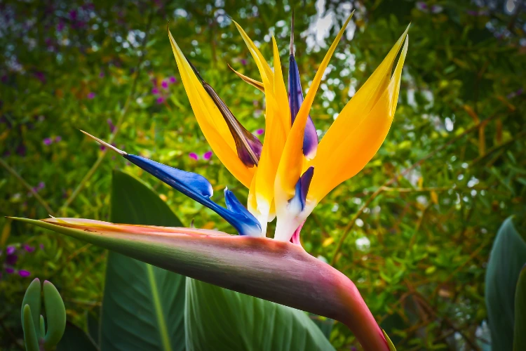 Bird Of Paradise Plant