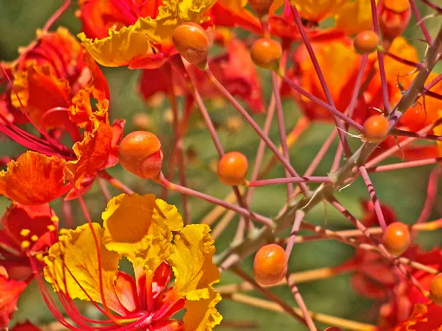 Mexican Bird Of Paradise Plant