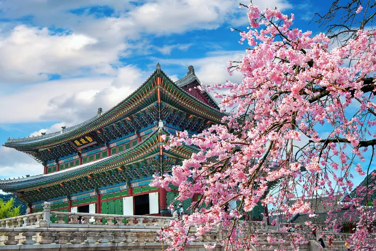 Symbolic Significance of Cherry Blossoms