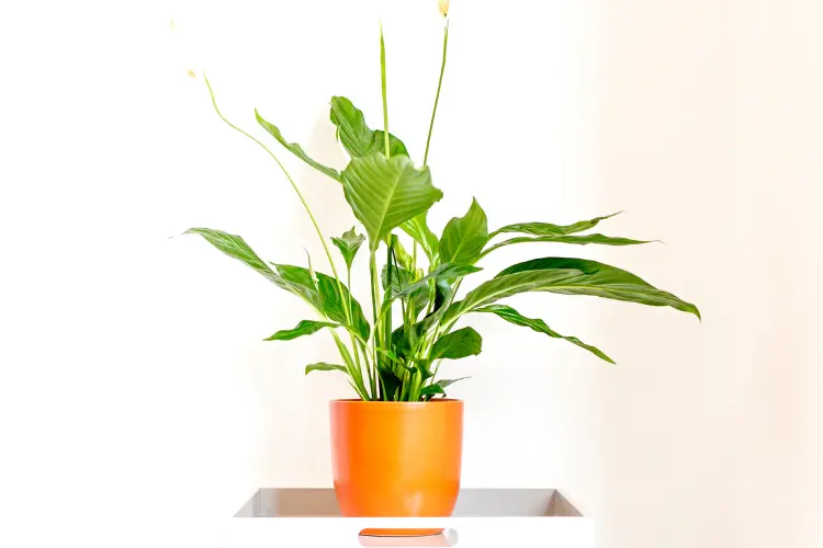 Discover the Serenity of Peace Lilies: Tips for Growing and Caring