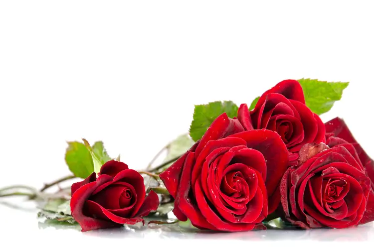 Red Rose: Passion and Love