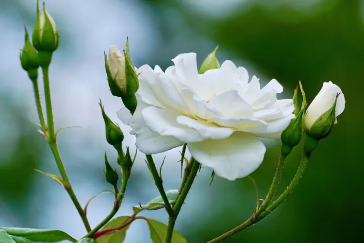 White Roses: Purity and Fresh Starts