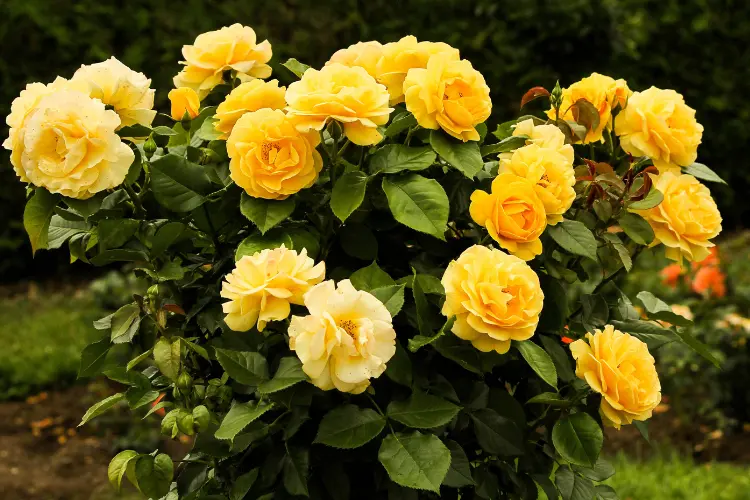 Yellow Roses: Sunshine in a Bloom