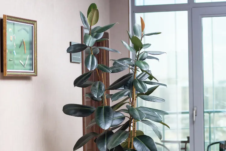 Unlock the Charm of Burgundy Rubber Plants in Your Home Decor and Gardening Journey