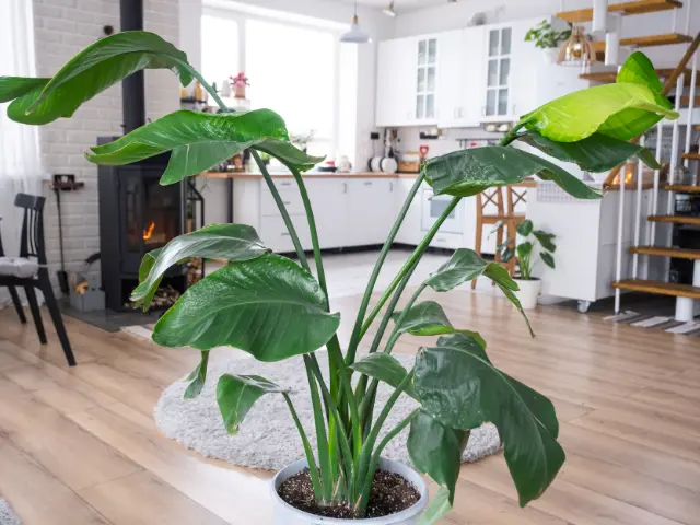 Transform Your Space with the Stunning White Bird of Paradise: Nature’s Majestic Sculpture