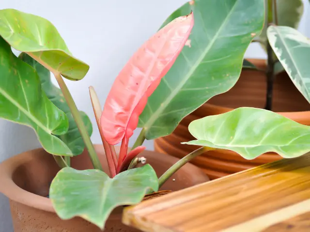Ring of Fire Philodendron: Care Tips, Benefits, and Growing Guide