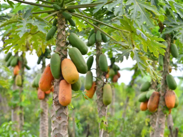 Explore Papaya: Discover the Amazing Taste and Thrilling Benefits