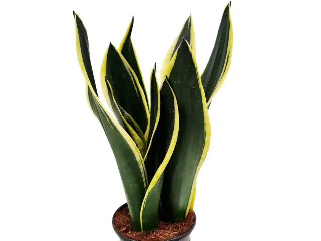 Sansevieria Black Gold