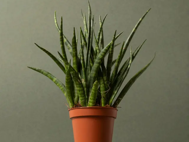 Sansevieria Cylindrica - Cylindrical Snake Plant