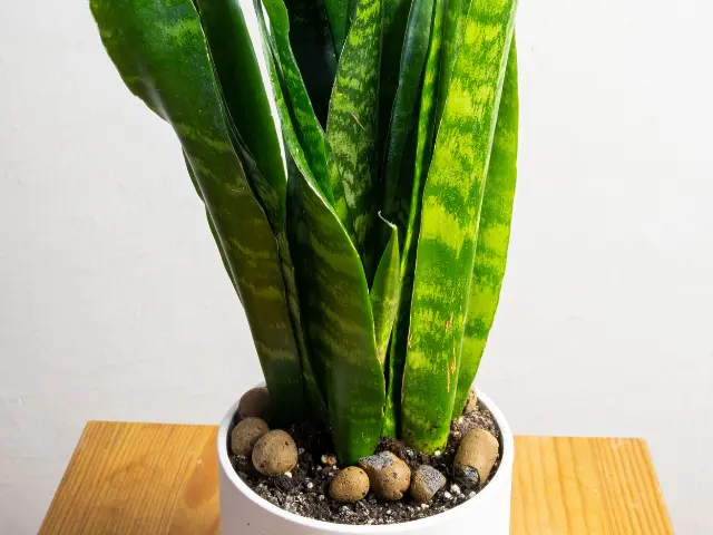 Sansevieria Zeylanica