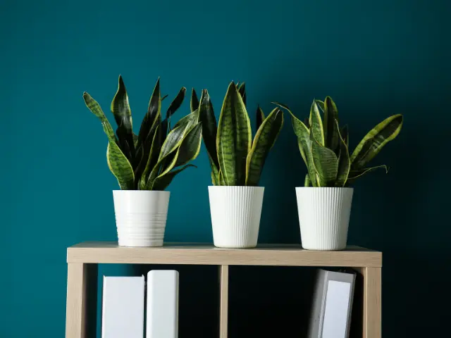 Discover Rare Snake Plant Varieties That Will Beautify Your Home