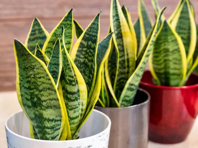 Snake plant appearance and colors