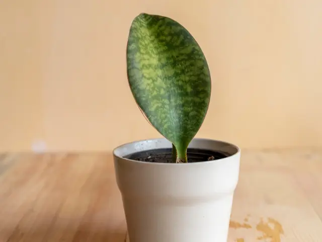 Whale Fin Sansevieria - Sansevieria masoniana